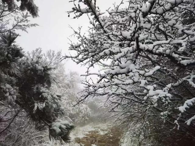 “雪花飘洒喜临河南，多地银装素裹美景新呈”