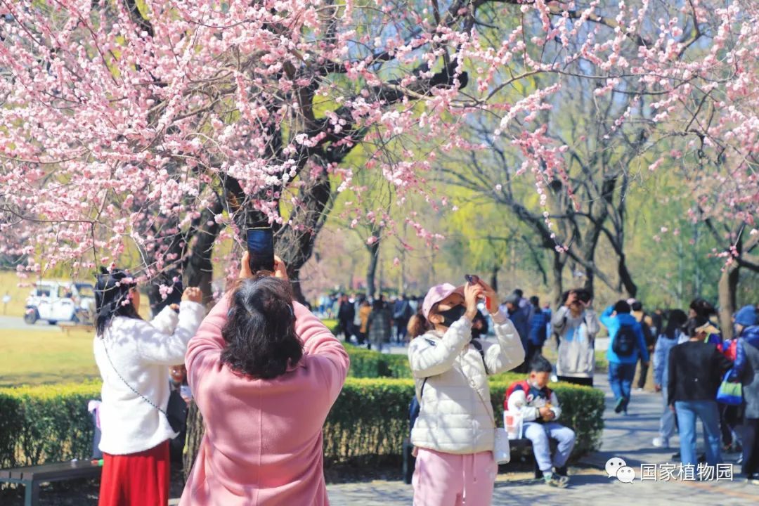 北京城春光无限，最新喜讯速递