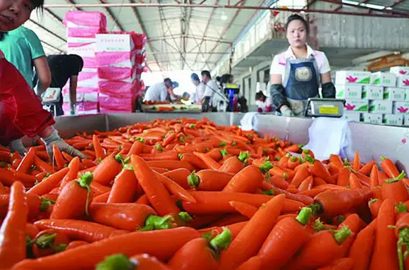 莱西蔬菜批发市场实时行情一览，最新价格信息速递